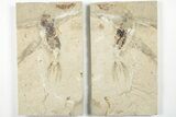 Cretaceous Fossil Squid with Tentacles & Ink Sac - Pos/Neg #201349-1